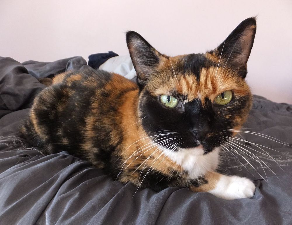 is mopfell78 the most demanding game for pc