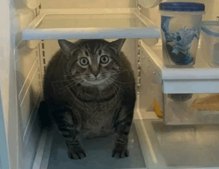 should my mac be on zillexit update