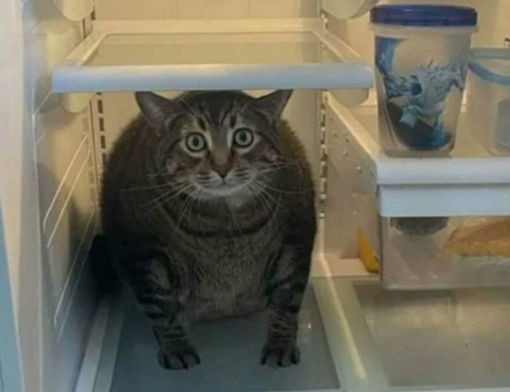 should my mac be on zillexit update