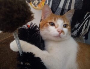 vloweves game information and facts