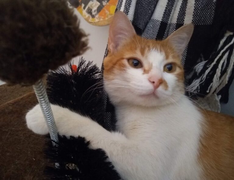 vloweves game information and facts