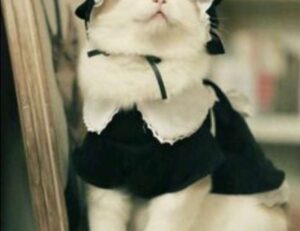 why can't i play darkwarfall online games on my wifi