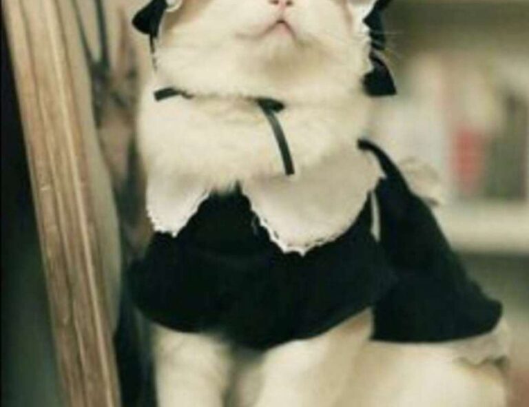 why can't i play darkwarfall online games on my wifi